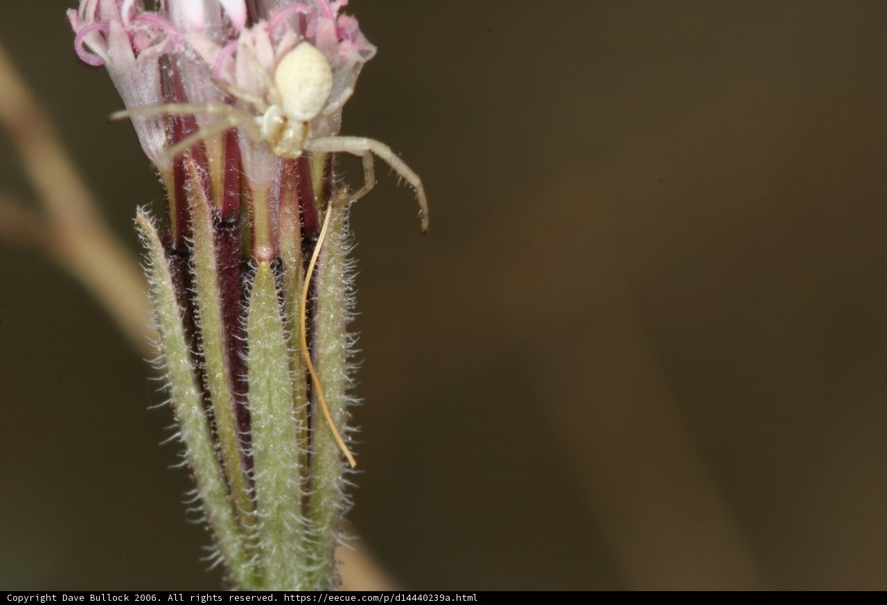 Garden Spider on a Flower