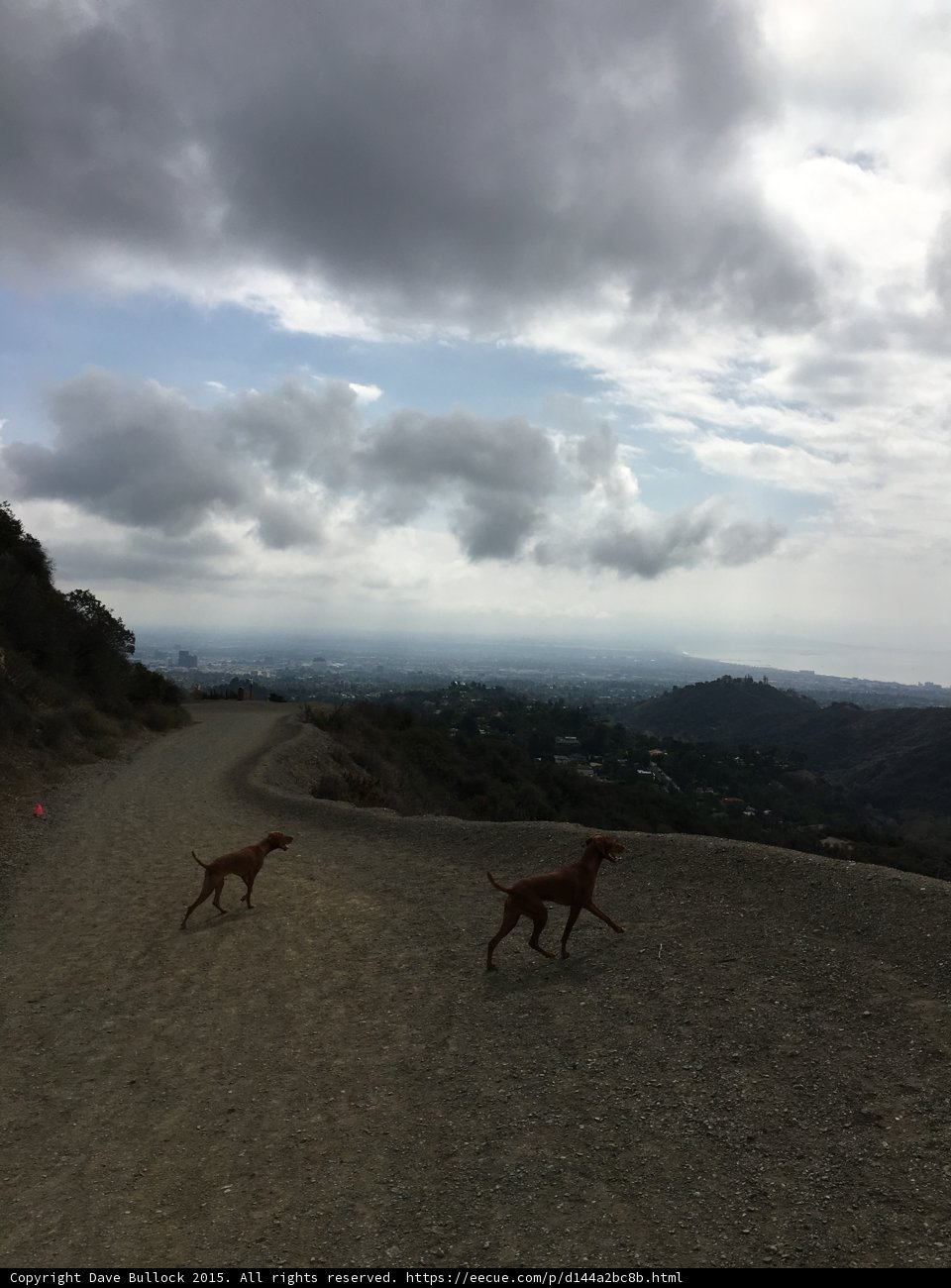 Running with the Wild
