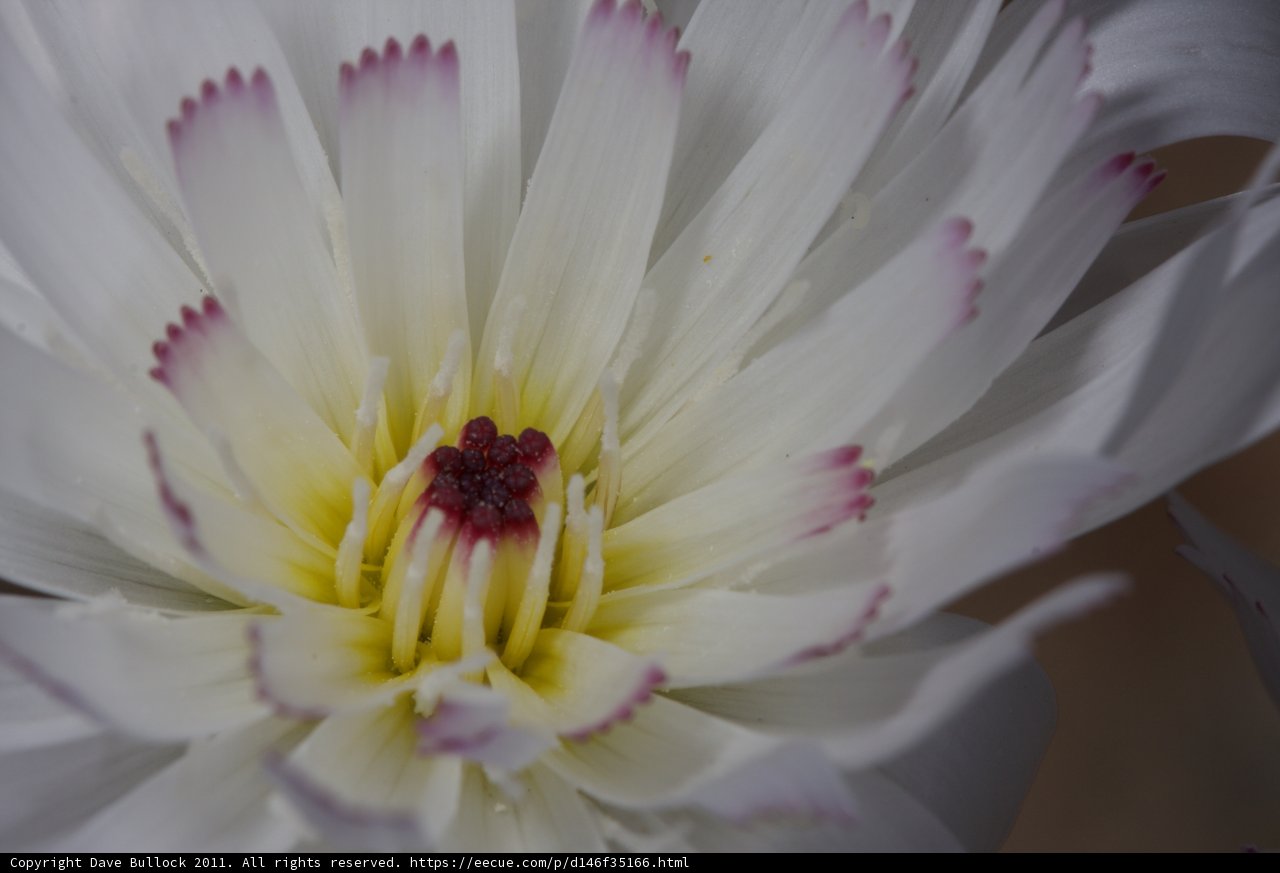 Beauty in Focus