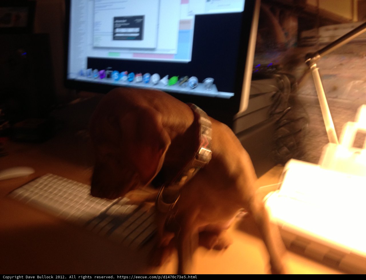 Canine Co-Worker