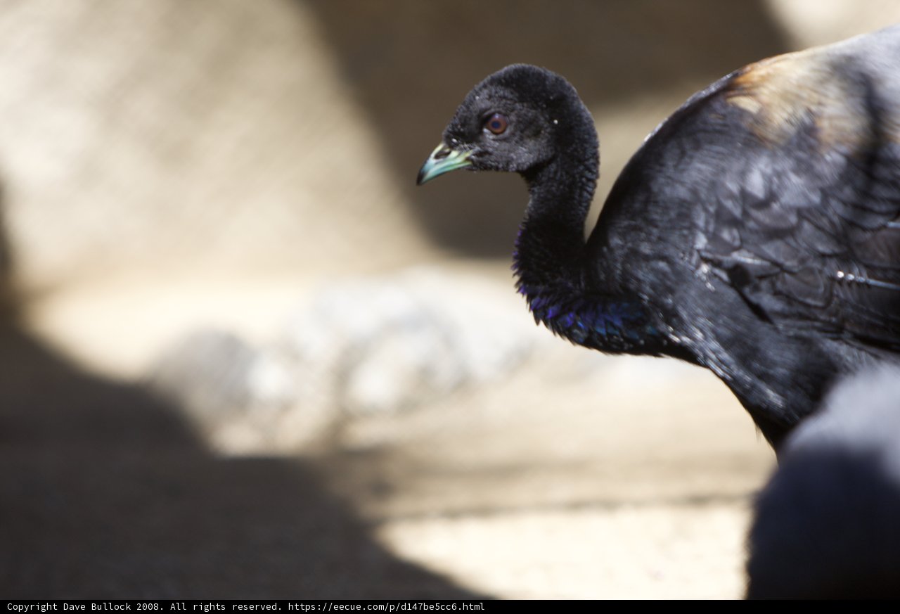 Blue-Body Black-Headed Bird