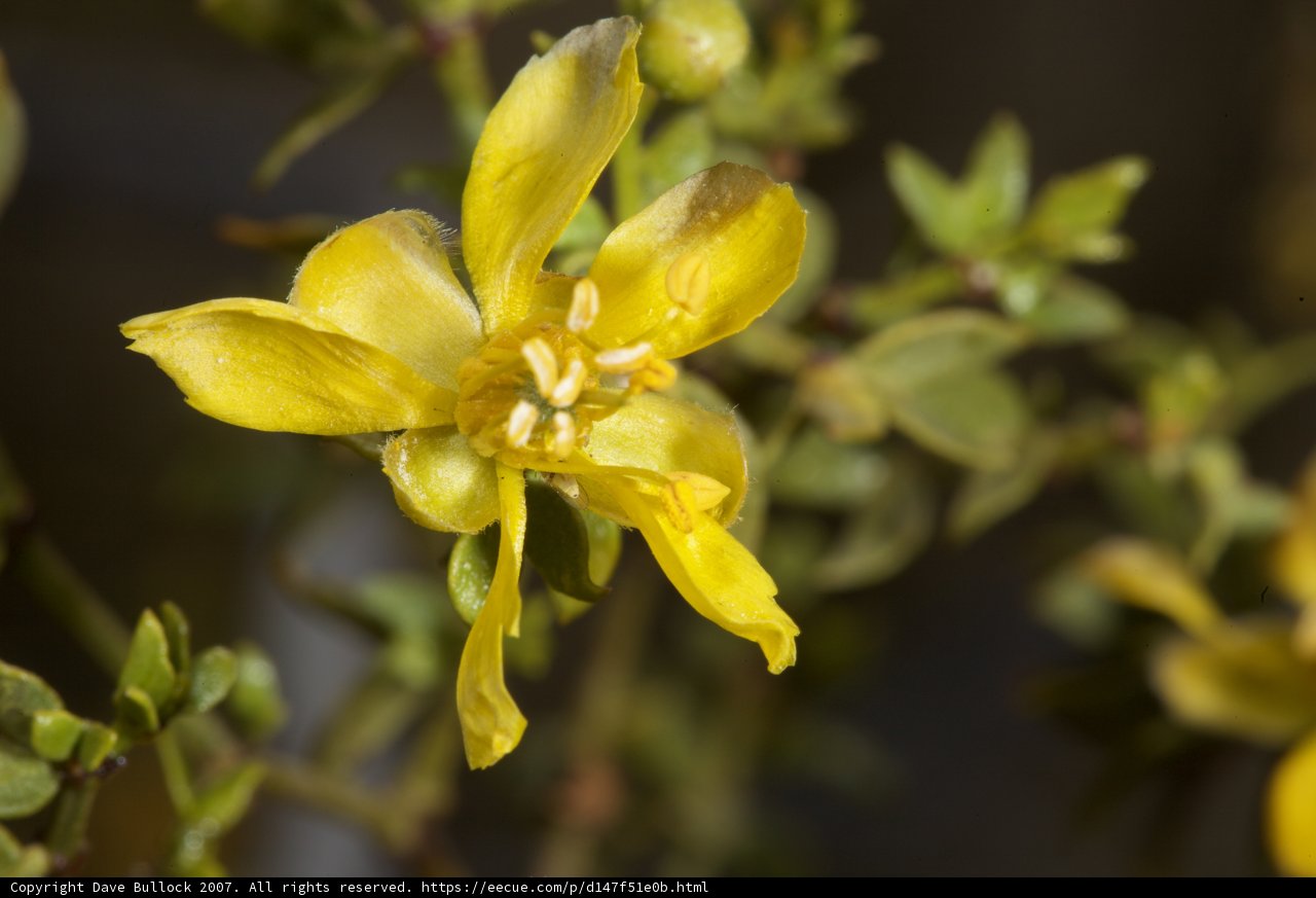 Vibrant Yellow Snapdragon