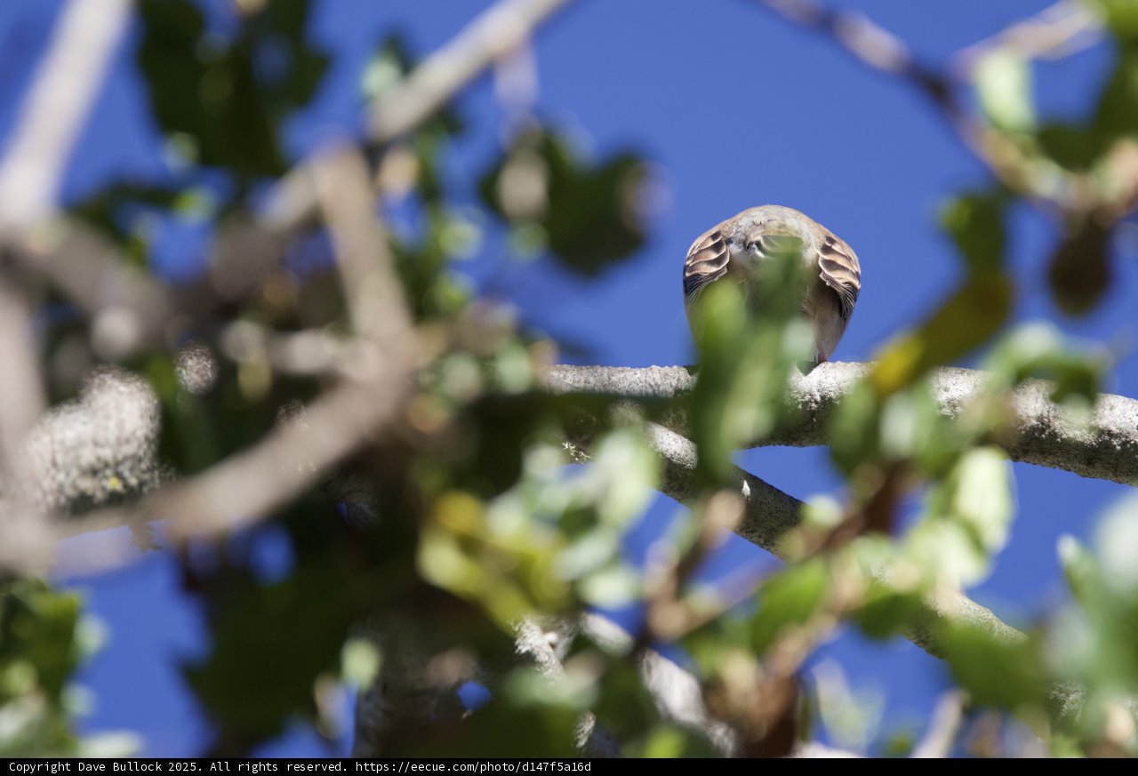 Perched Among the Leaves