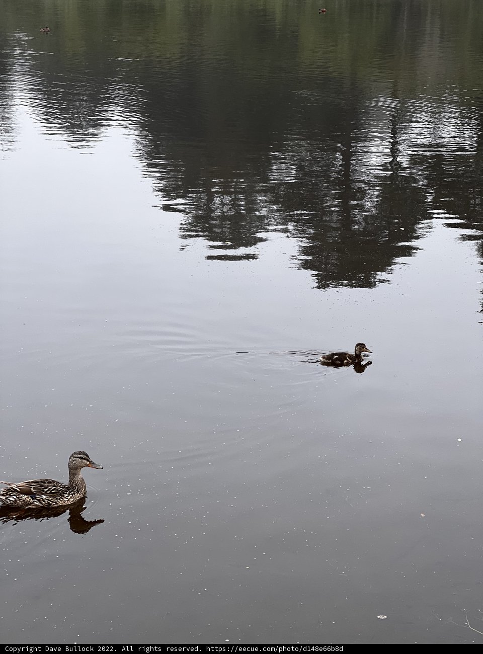 Serene Duck Lake