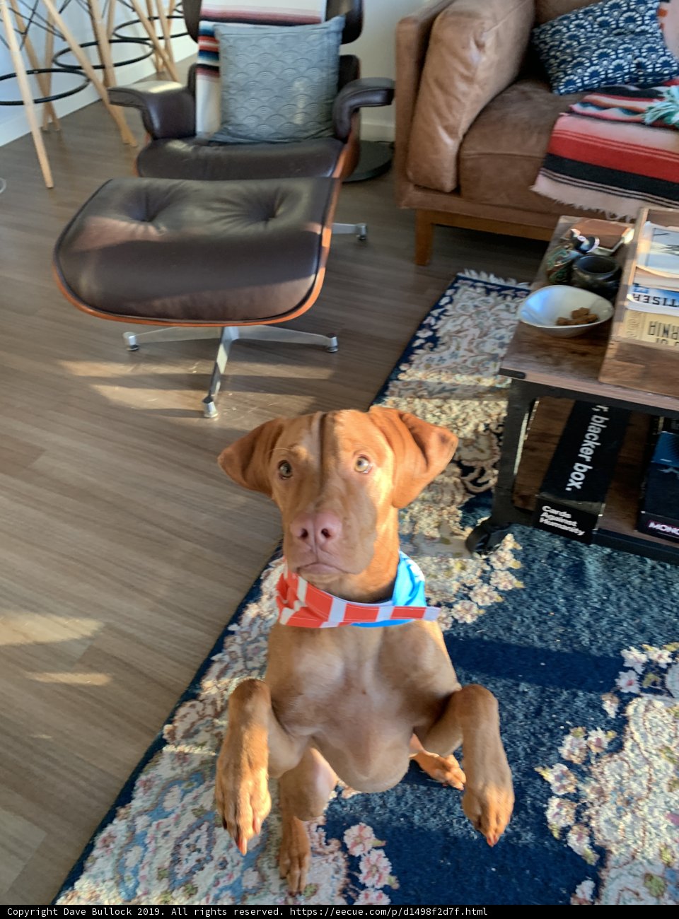 A Cozy Canine in the Living Room
