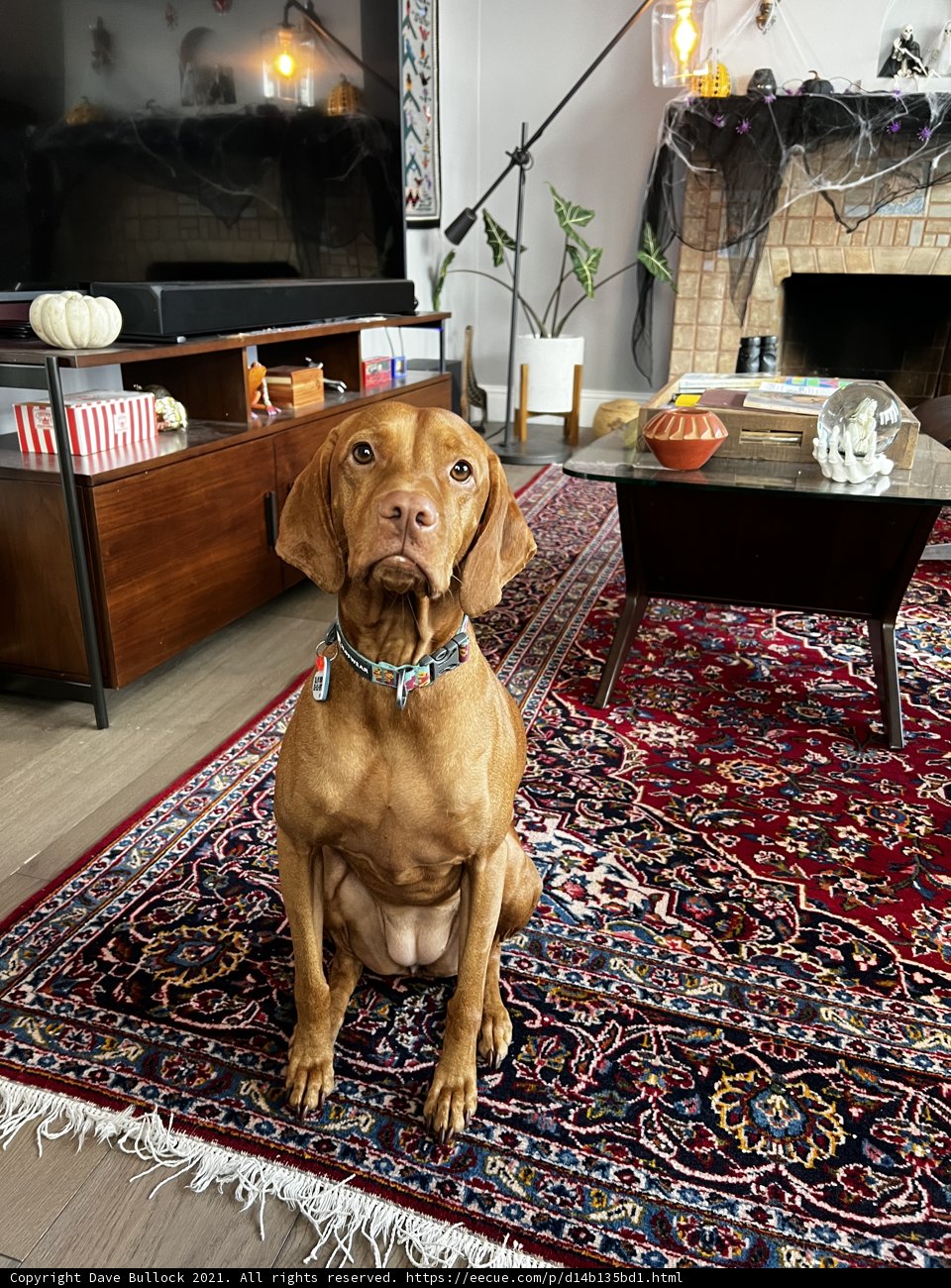 Furry Friend in the Living Room