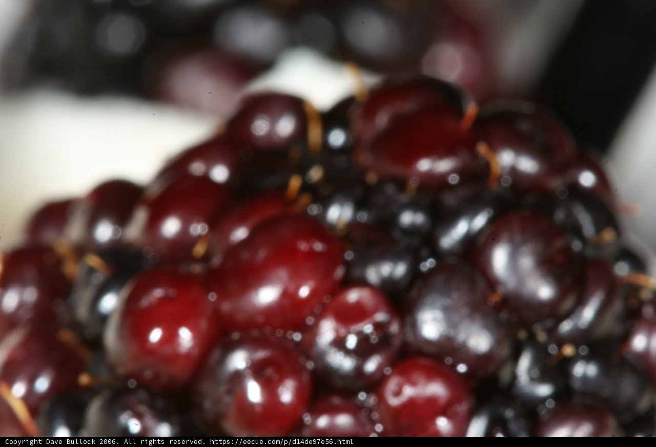 The Juicy Delight of Fresh Blackberries