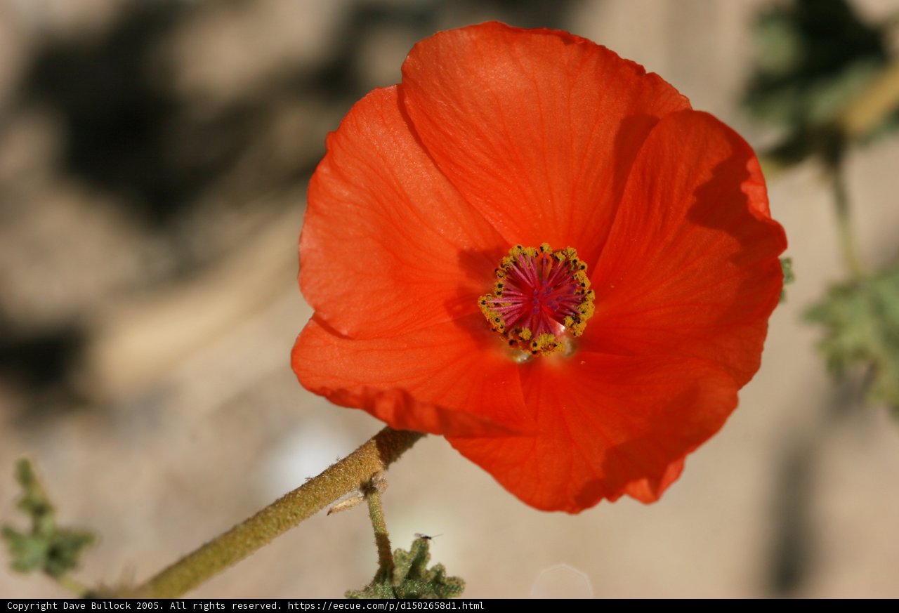 Vibrant Orange Geranium