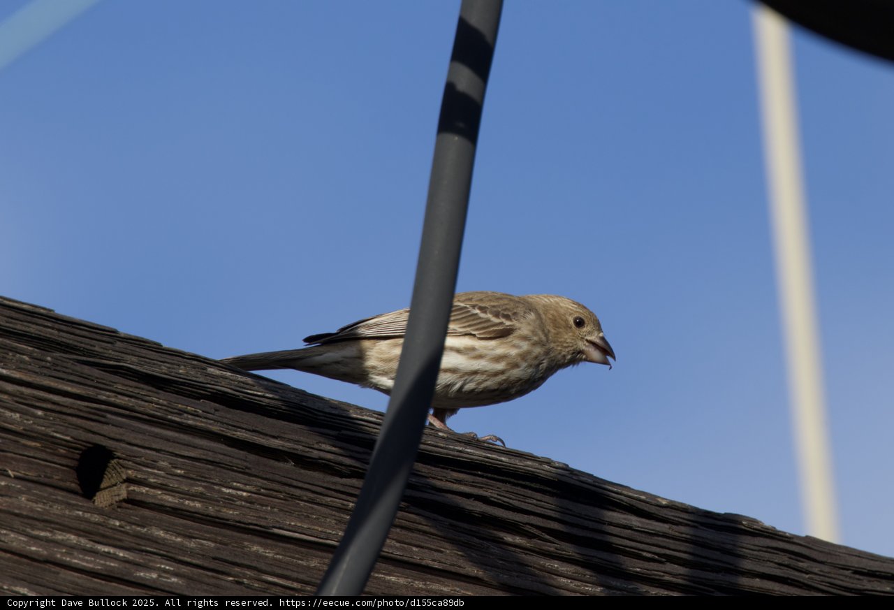 Perched Beauty