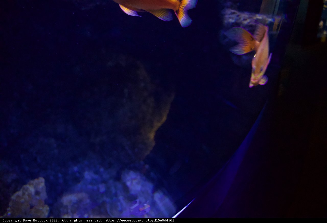 Illuminated Dance of Two Fish