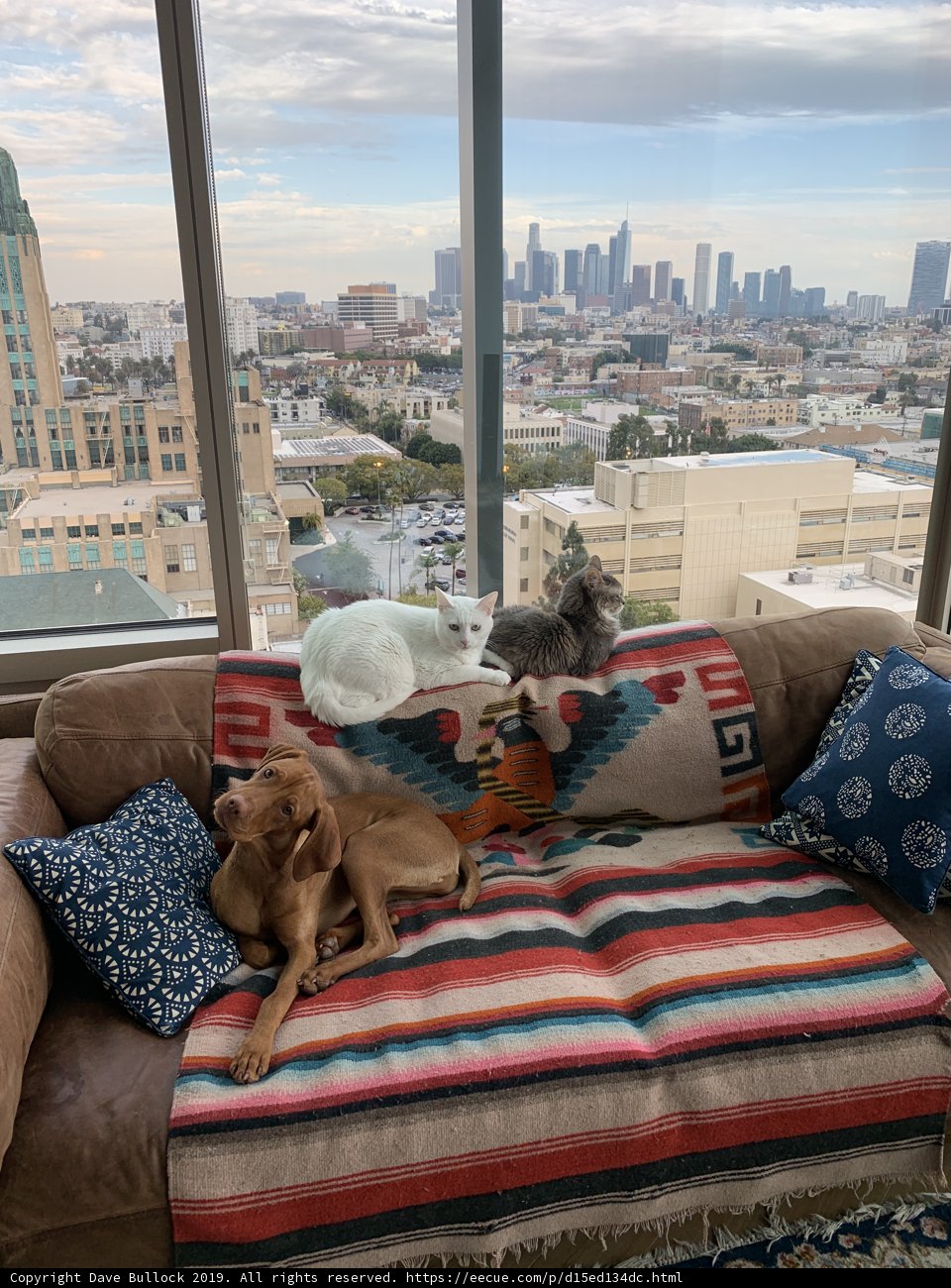 Cozy Living Room with Furry Friends