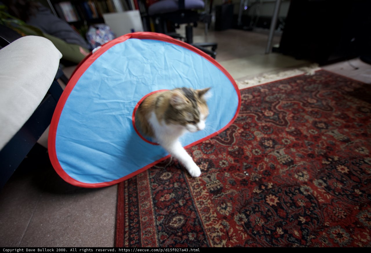 Christmas Cat Camping