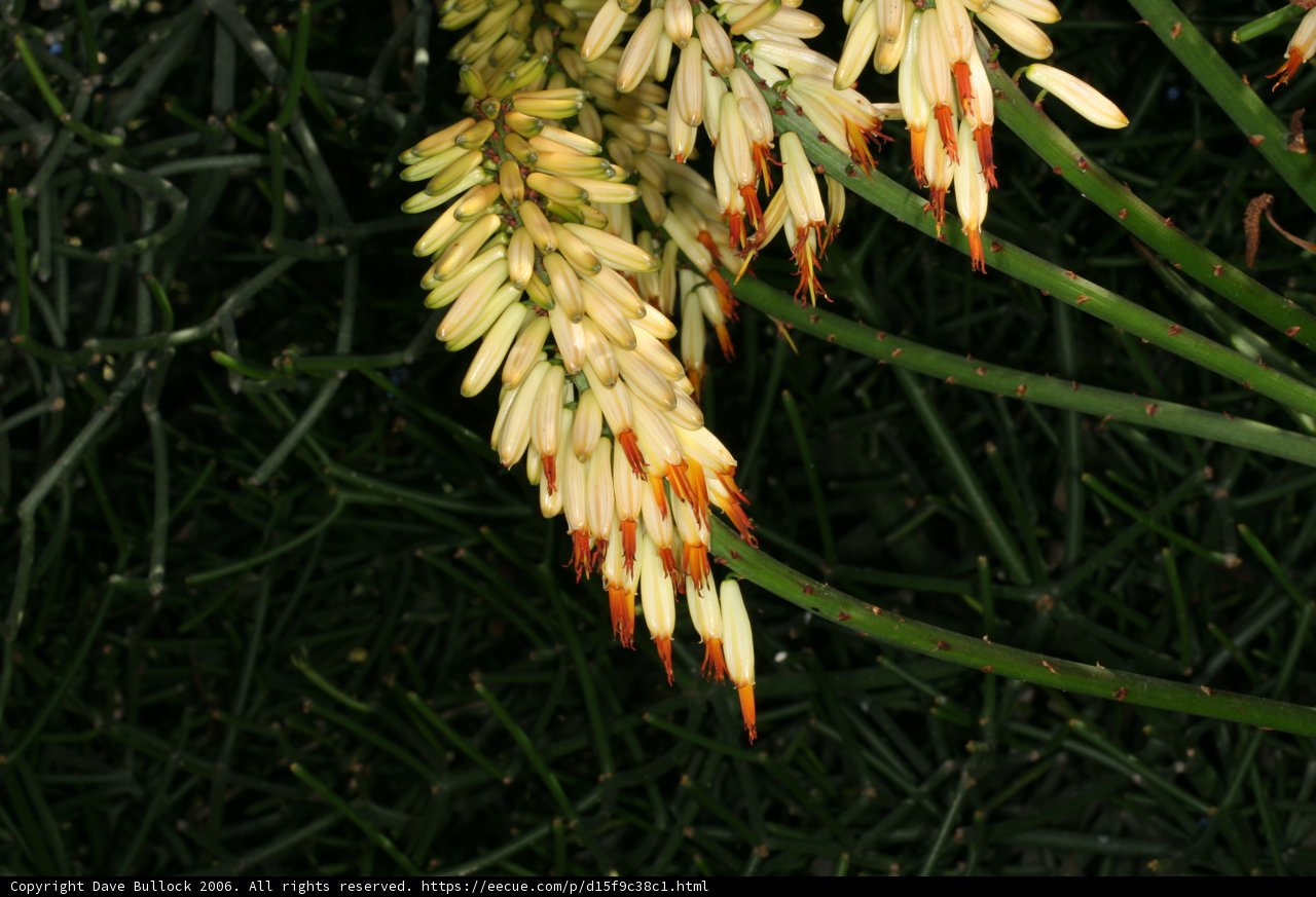 Golden Bloom