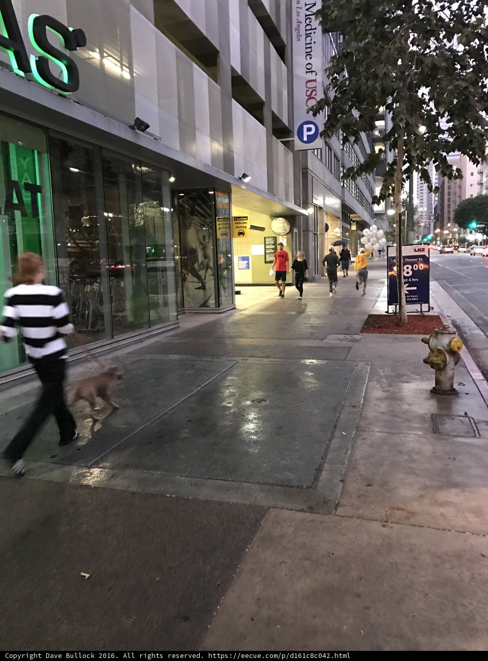 Walking the Dog in the City