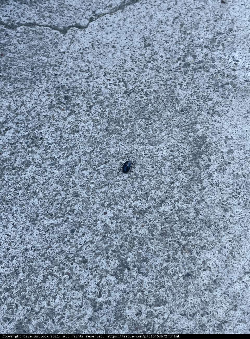 Blue Bug in a Concrete Jungle