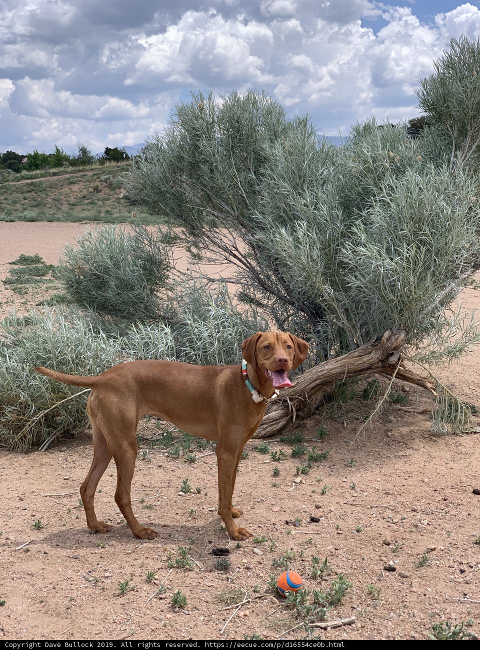 Canine in the Dirt
