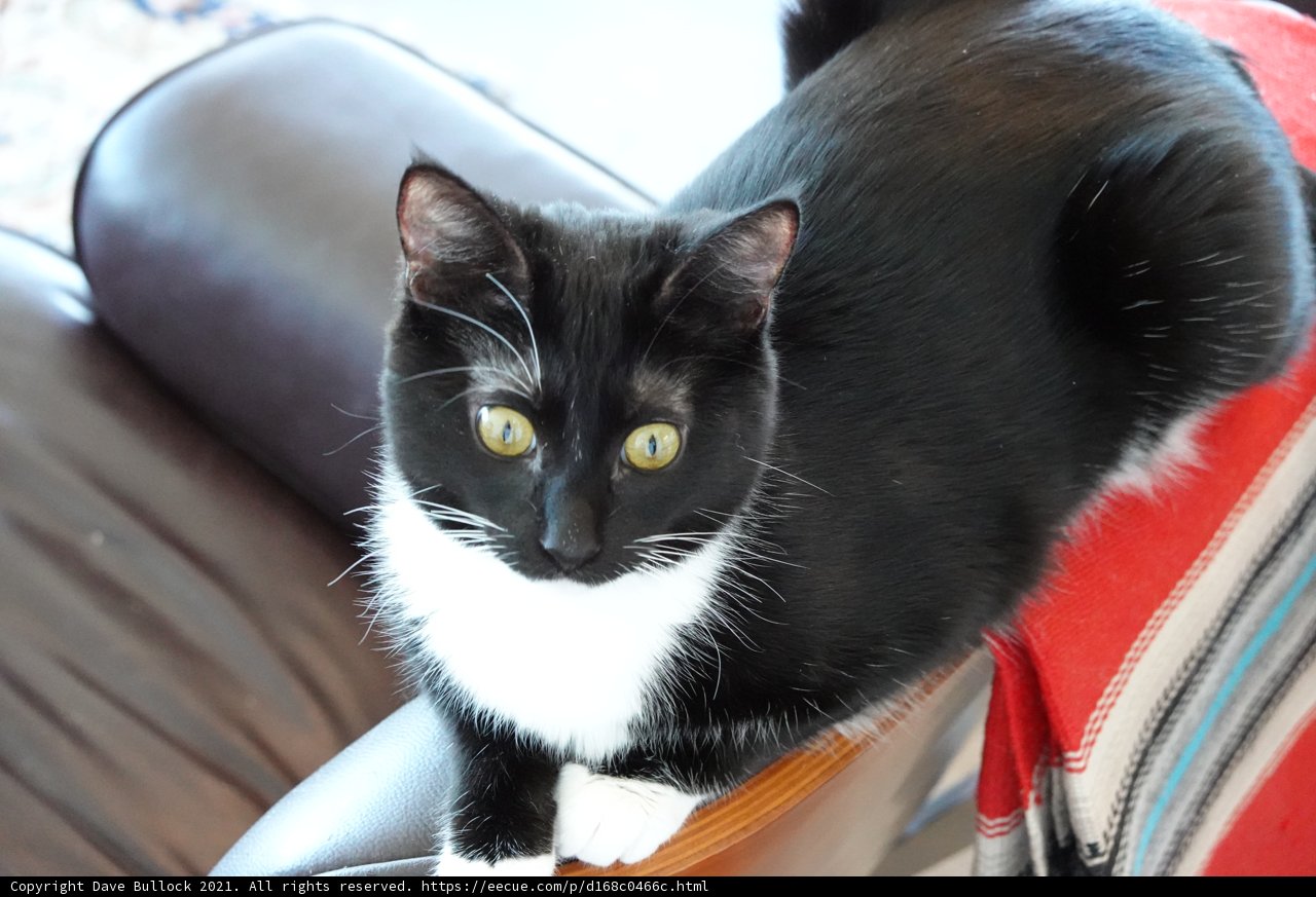 Couch Companion