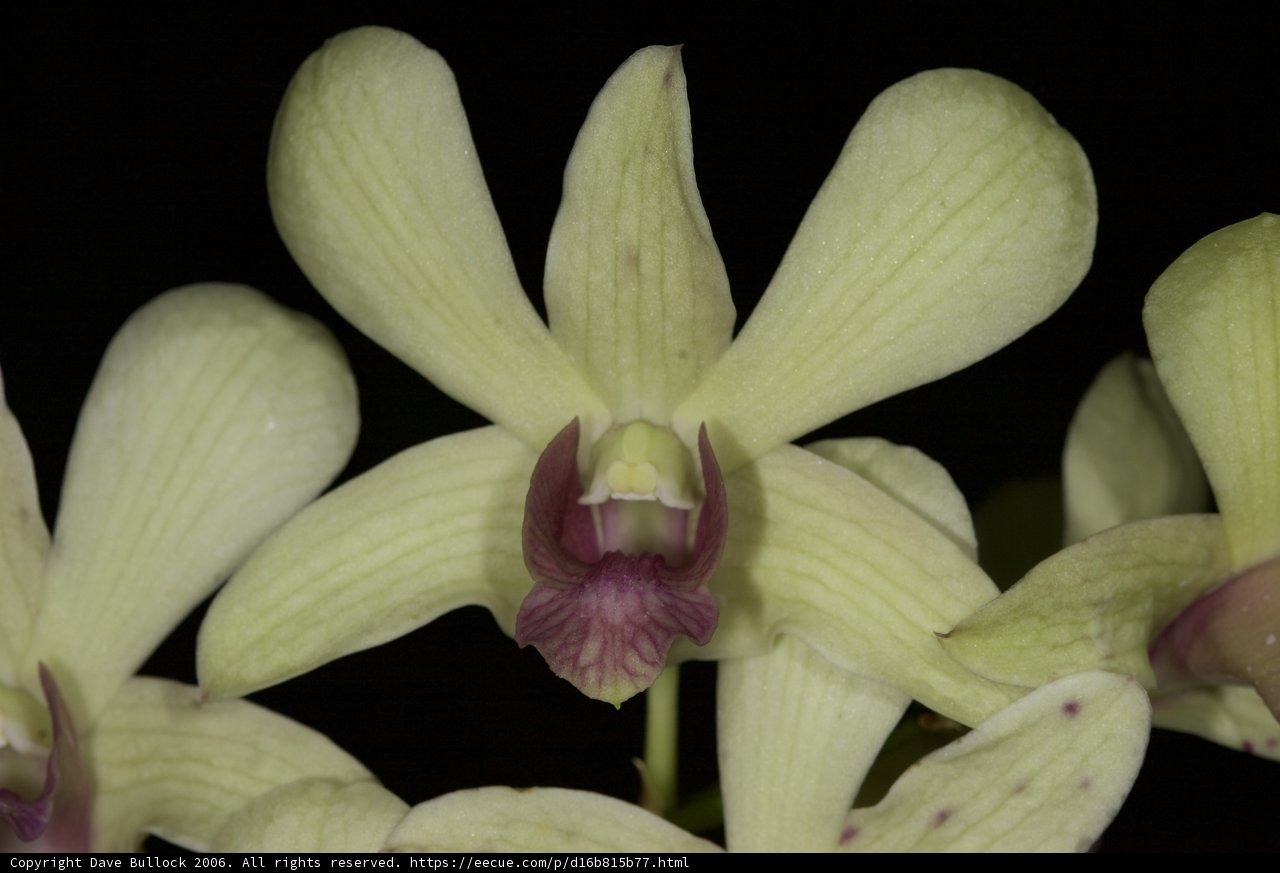 Exquisite Green Orchid with Purple Flowers