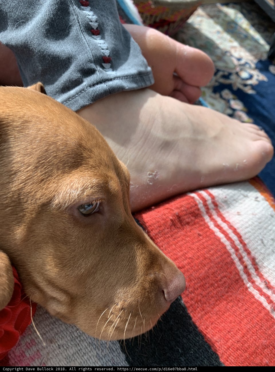 Companionship on a Lazy Sunday