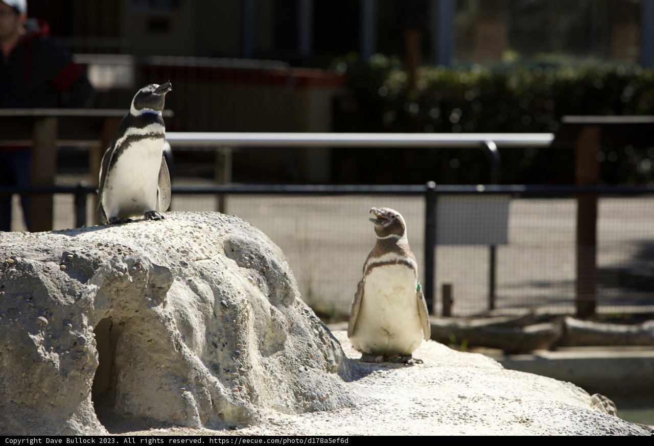 Pals at the Penguin Pad