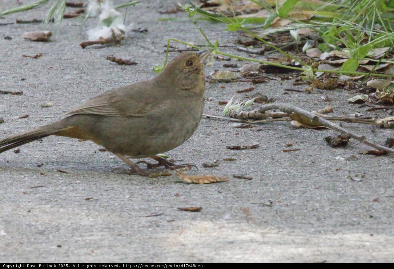Curious Songbird