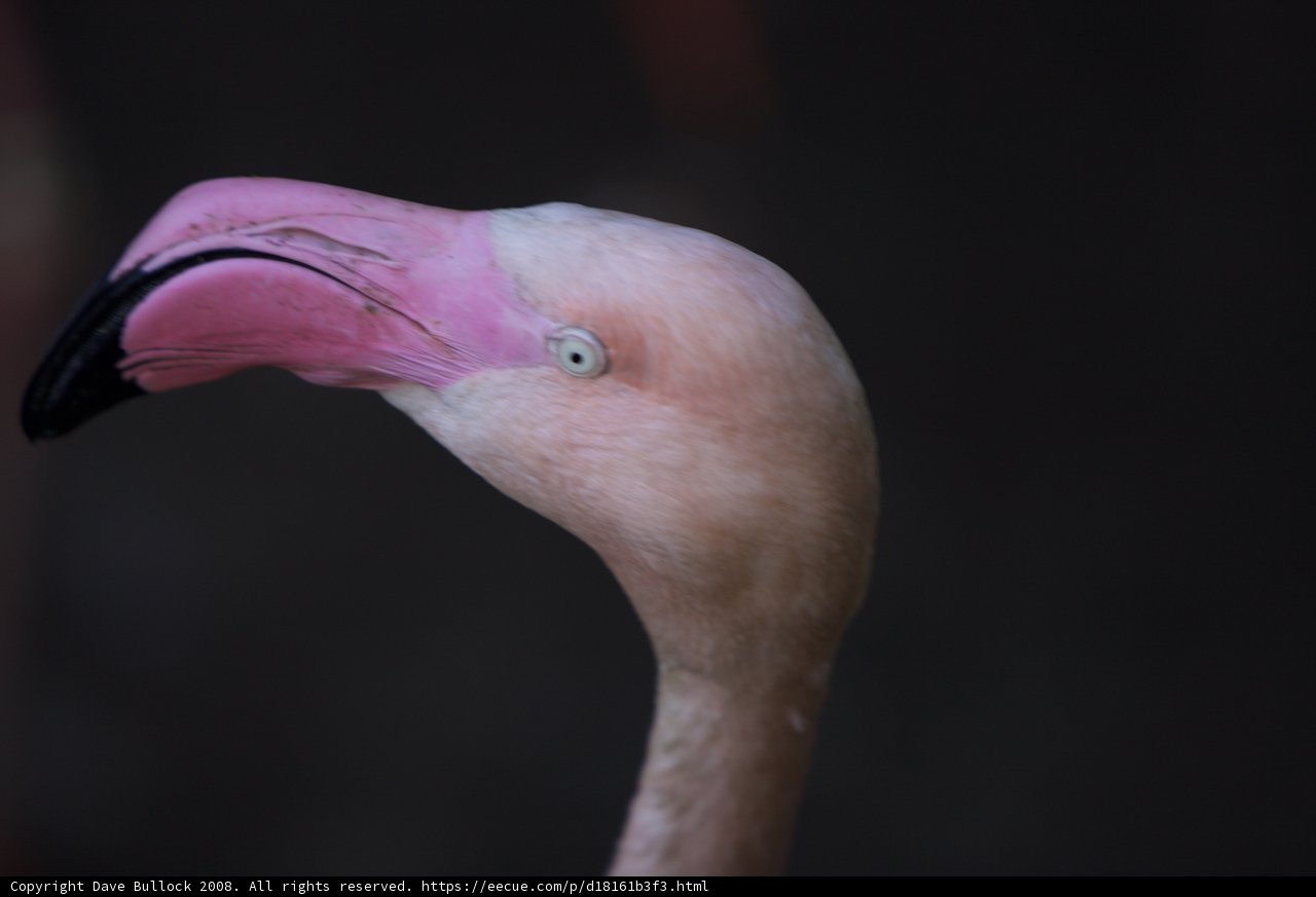 Flamboyant Flamingo