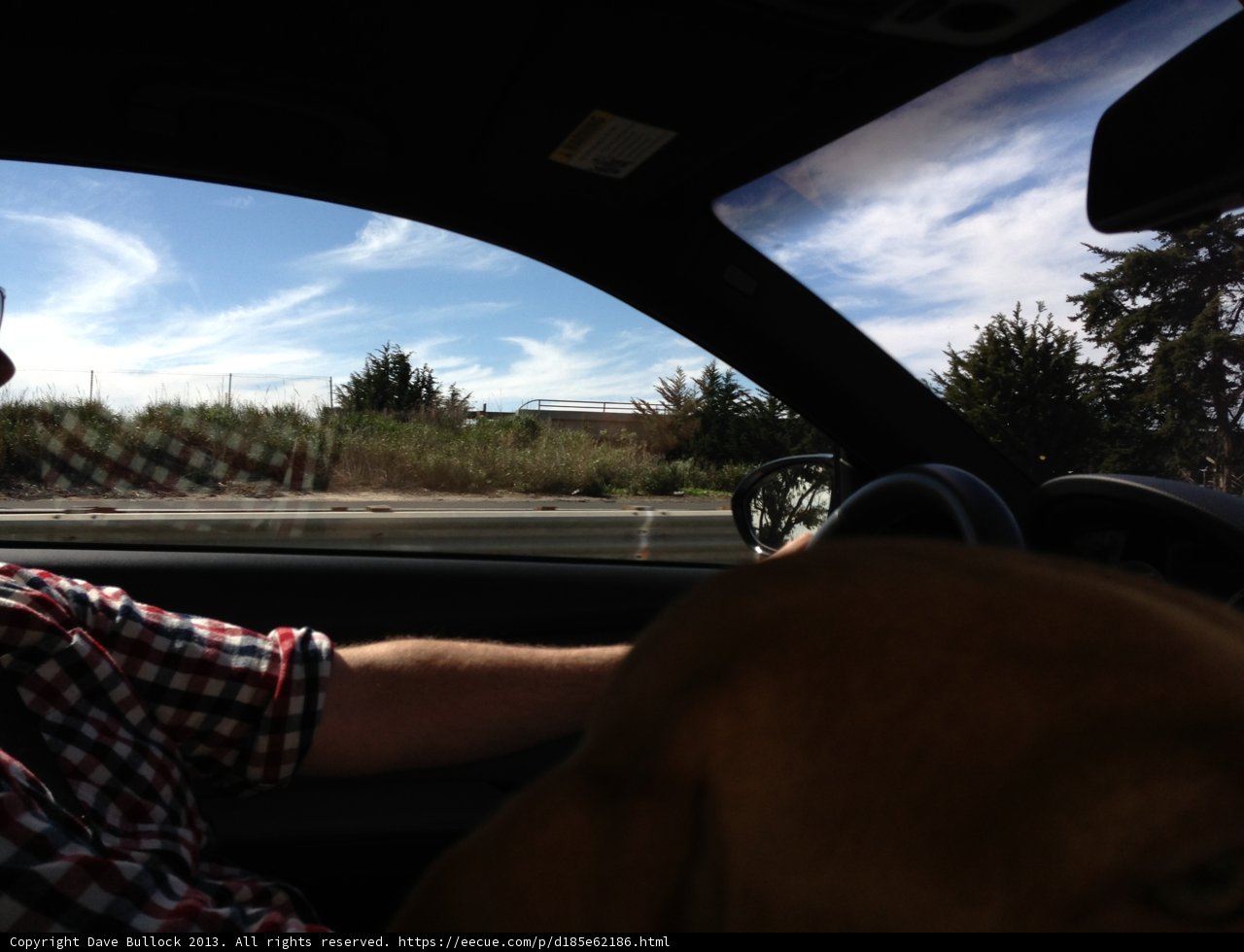 Driving with My Canine Companion