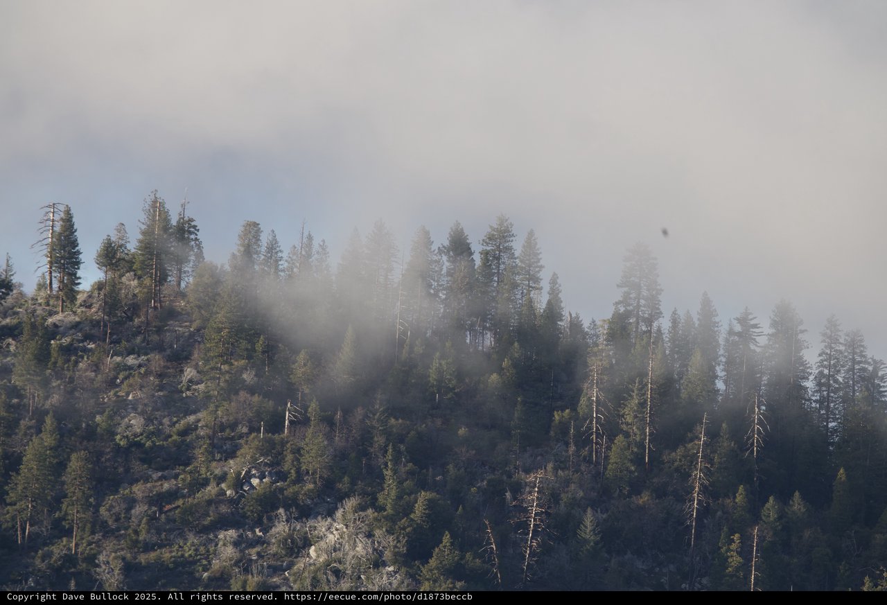 Misty Forest Hillside in Yosemite Winter
