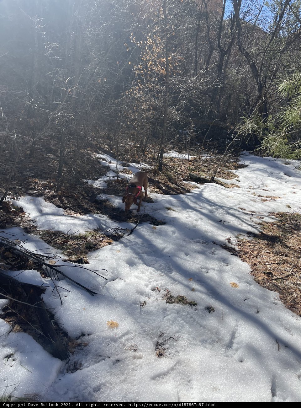 Winter Walk in Coconino National Forest