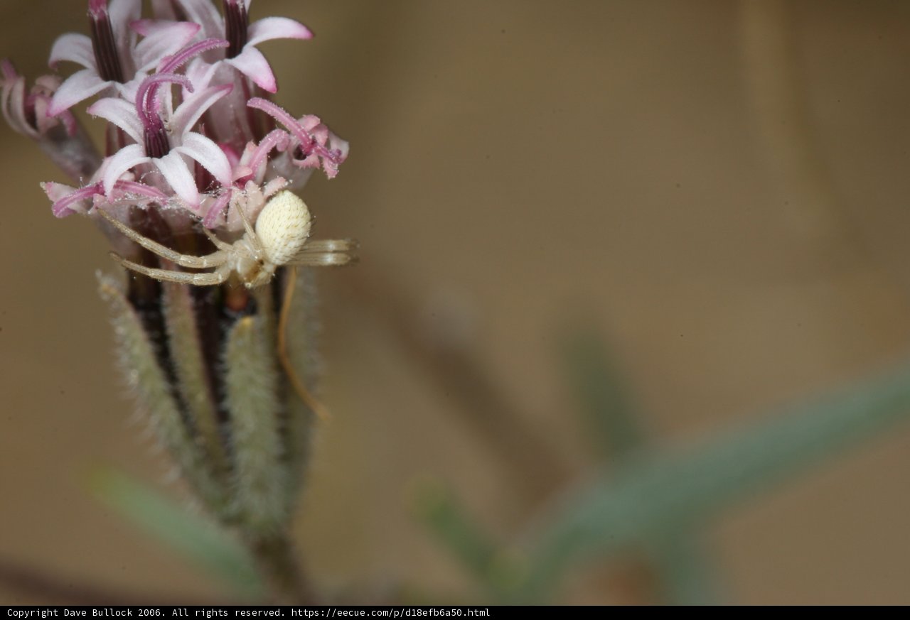 The White Spider
