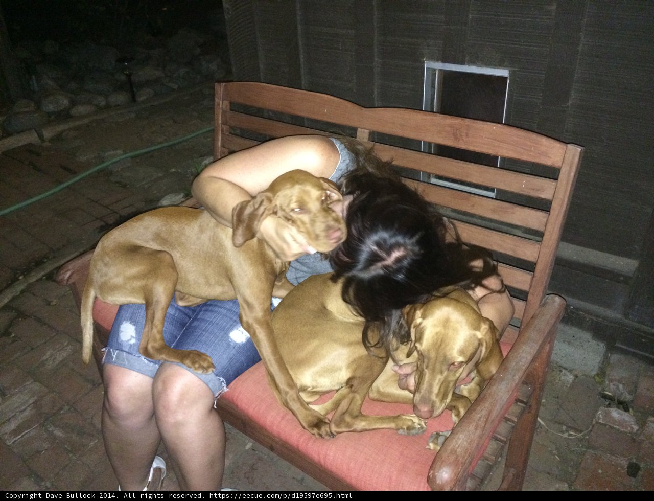 Puppy love on a Bench