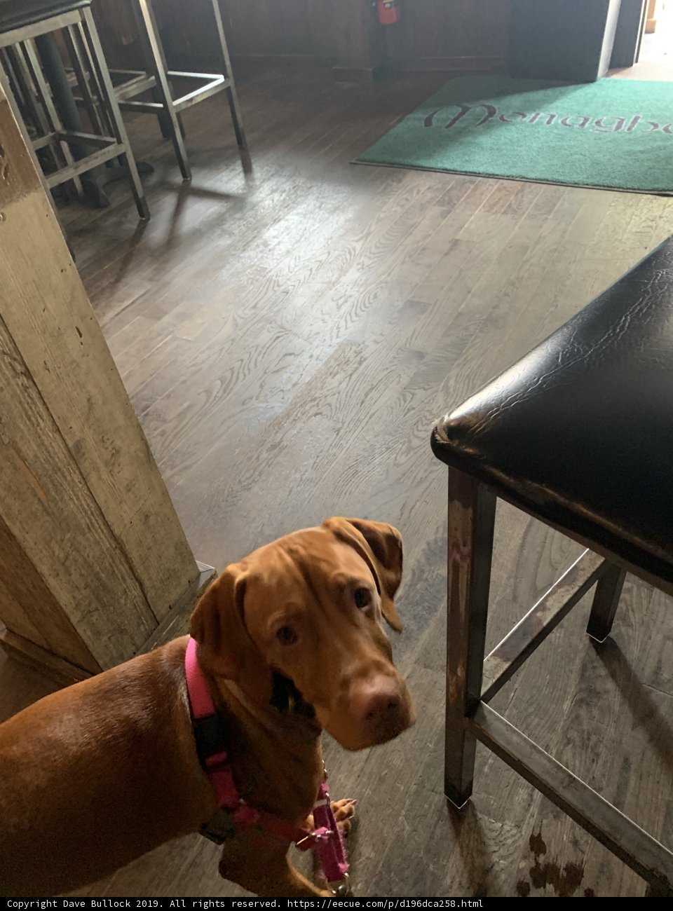 Puppy Pub Companion