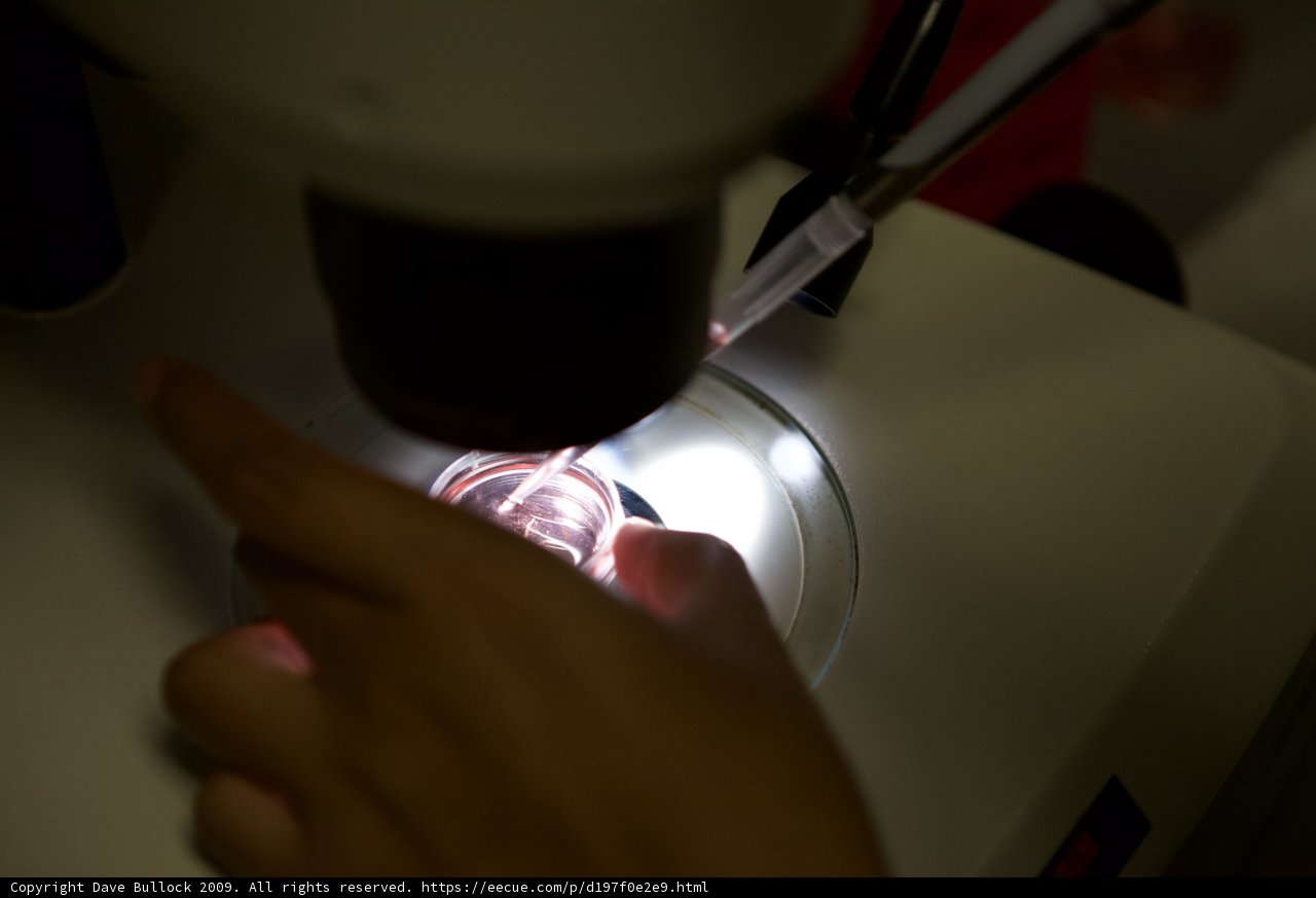 Microscopic Examination