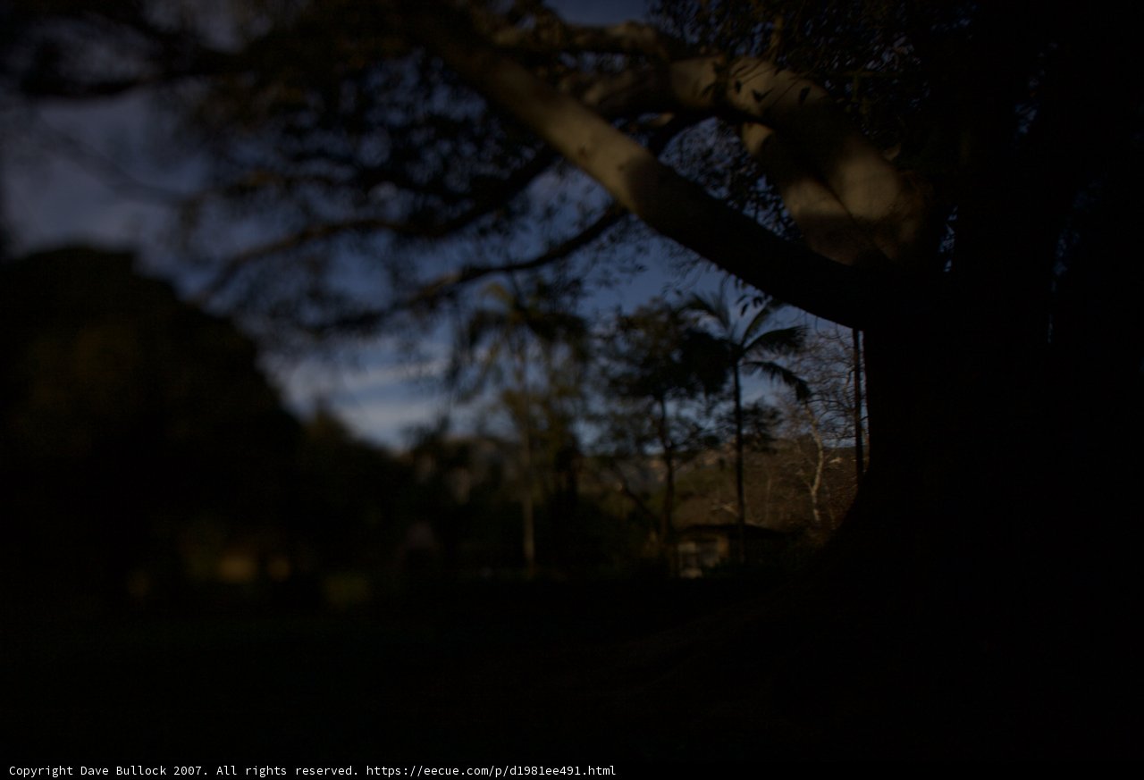 Dark Silhouette of Tree with Backlit Light