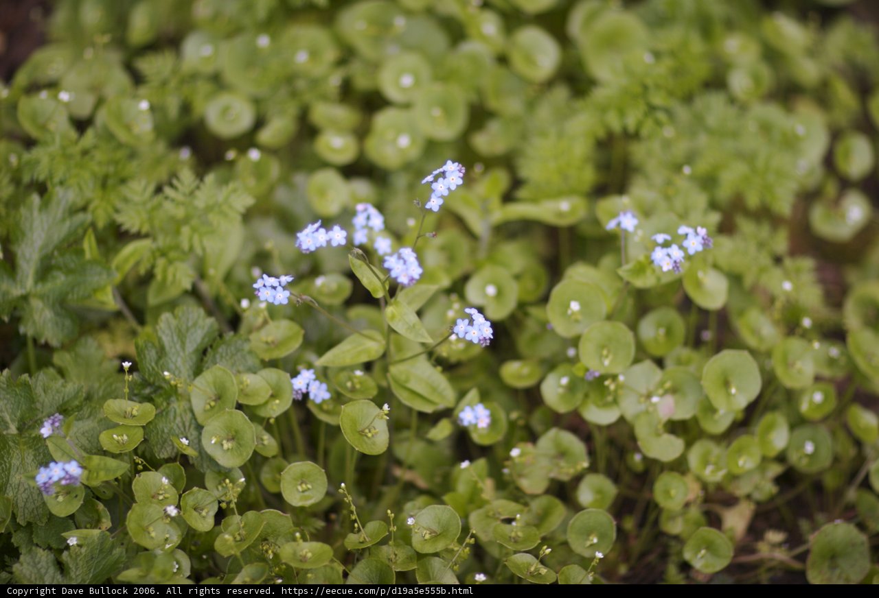 Blue Blooms in the Greenery