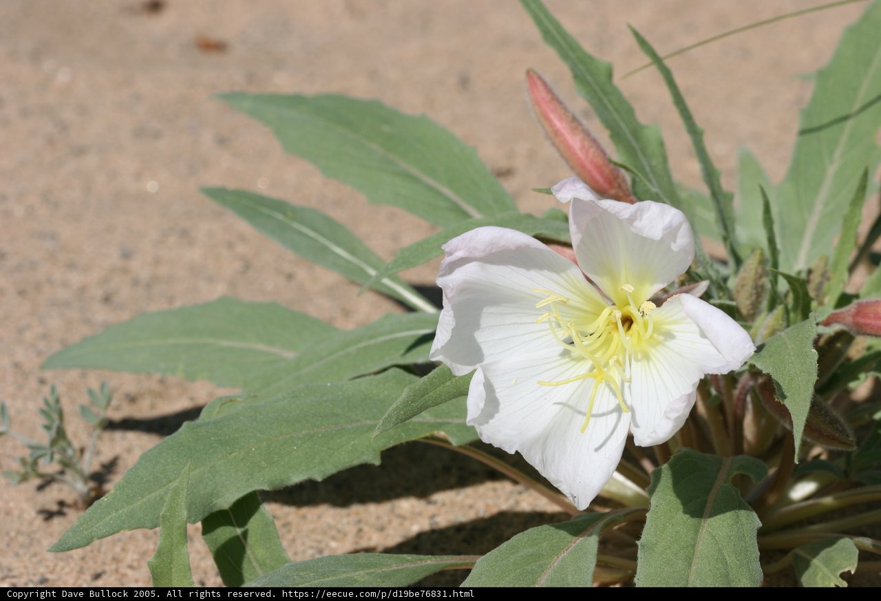 Blooming in the Sand