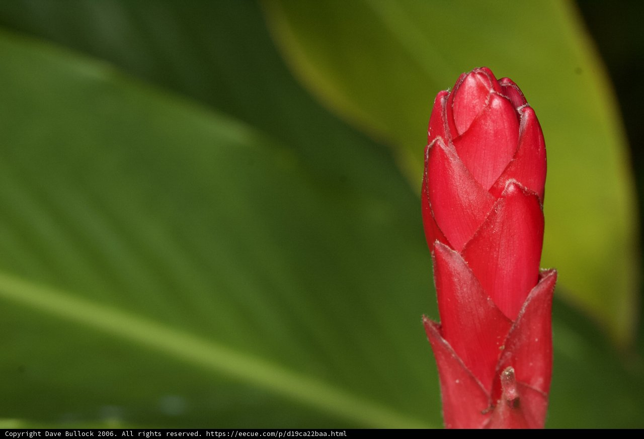 Blossoming Beauty