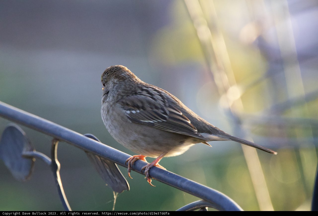 Winter's Feathered Companion