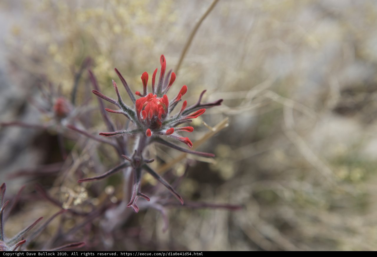 Desert Bloom