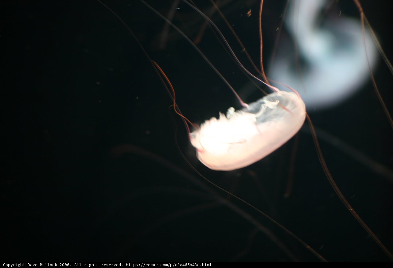 Graceful Jellyfish