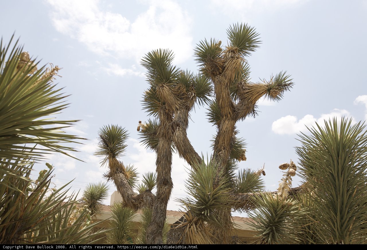 A Majestic Joshua Tree in the Clear Blue Sky