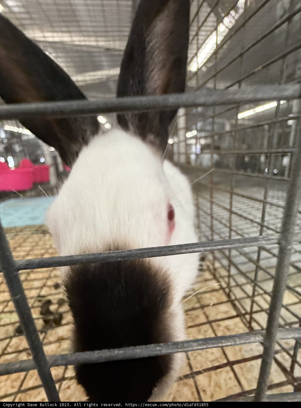 Curious Whiskers