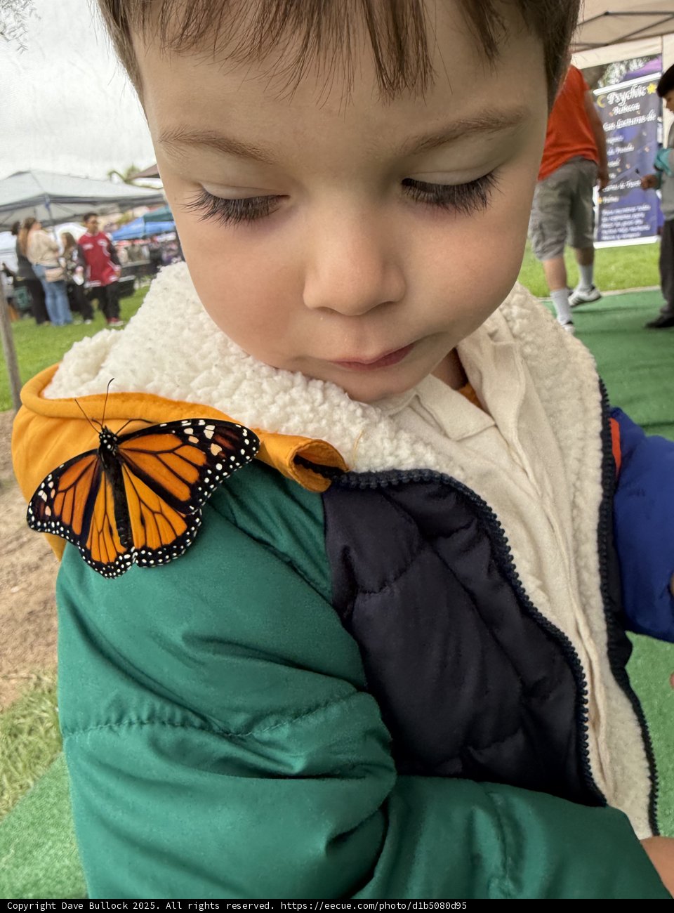 Butterfly Encounter in Plaza Park