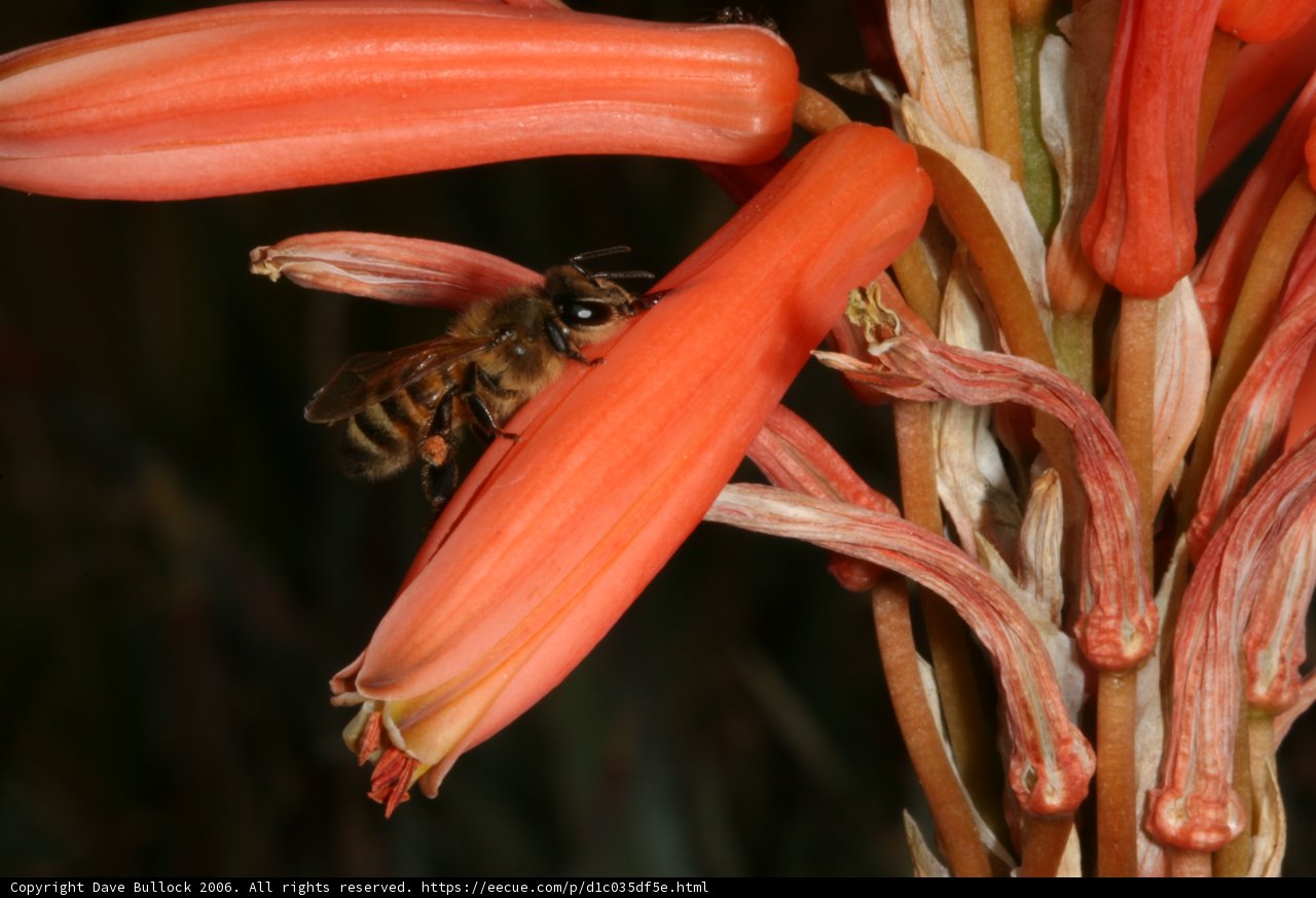Bee foraging on red rhubarb flower