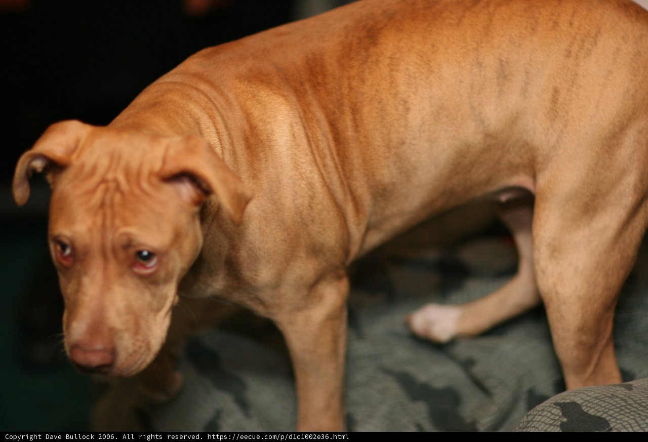 Couch Canine