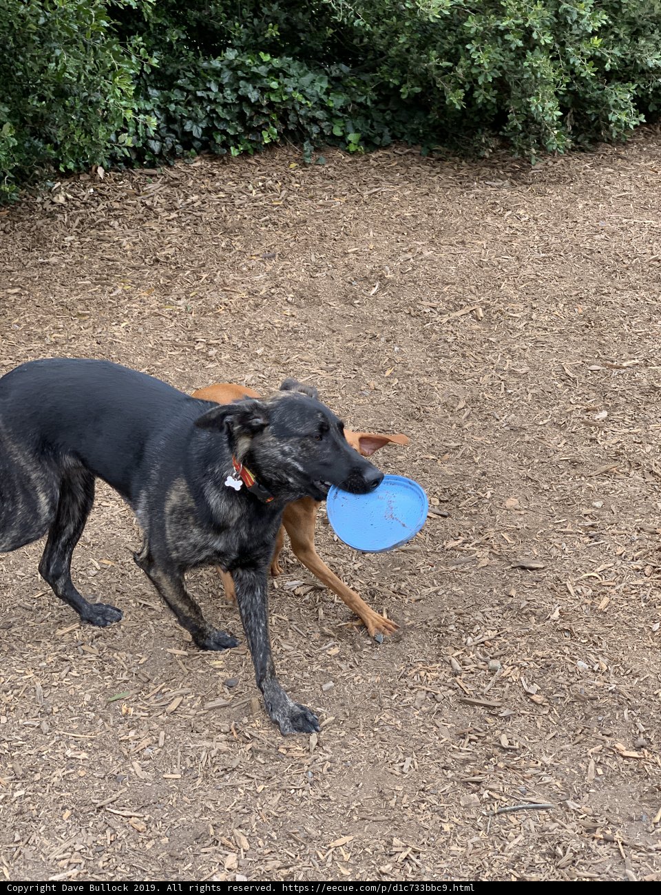 Canines in the Park