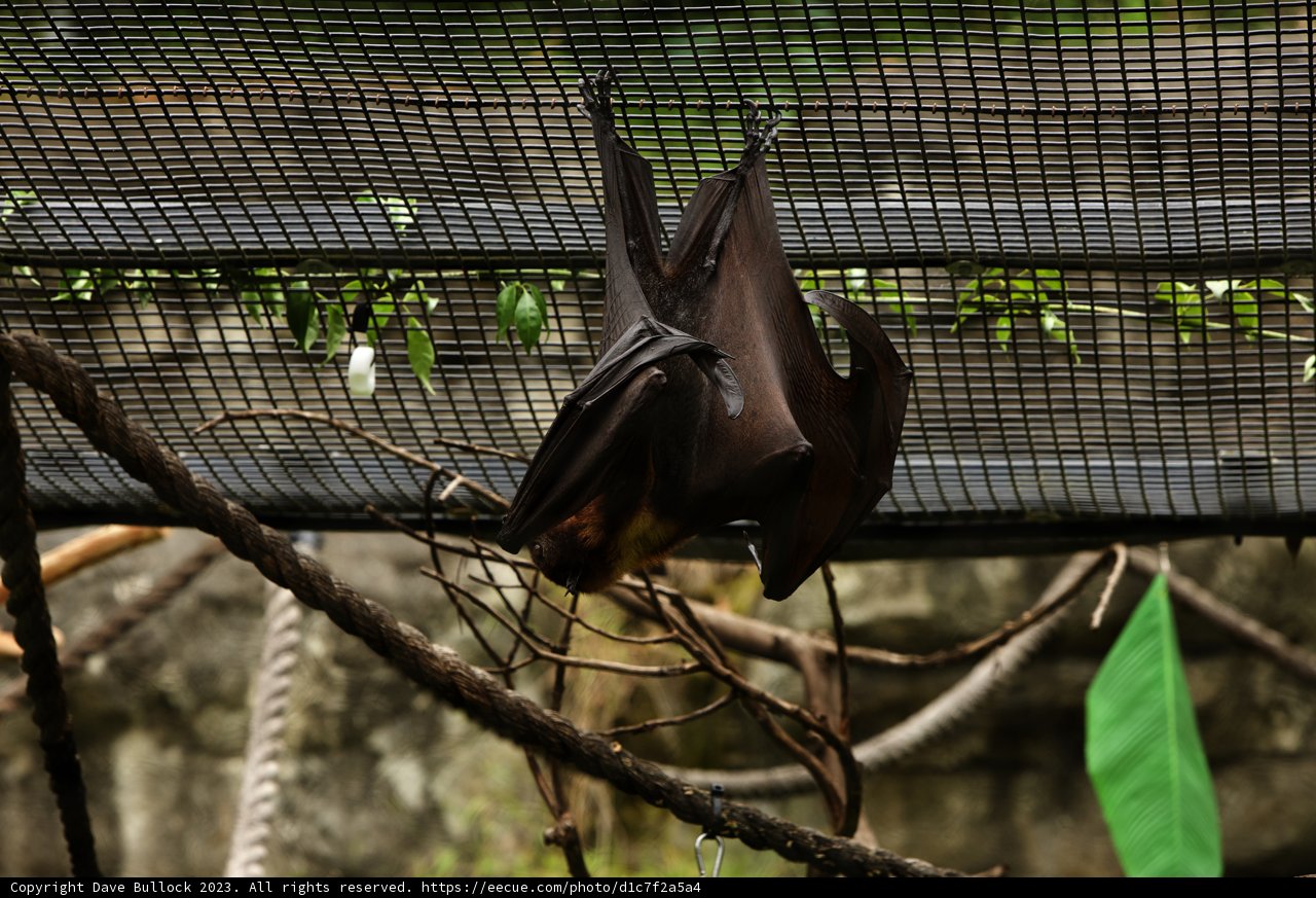 Upside-Down Relaxation at Oakland Zoo