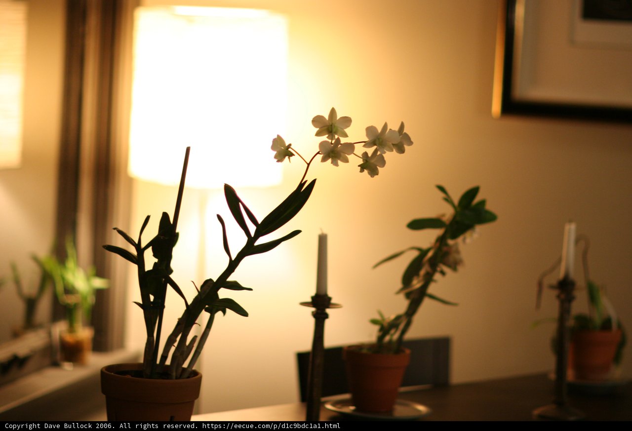 Floral Decor