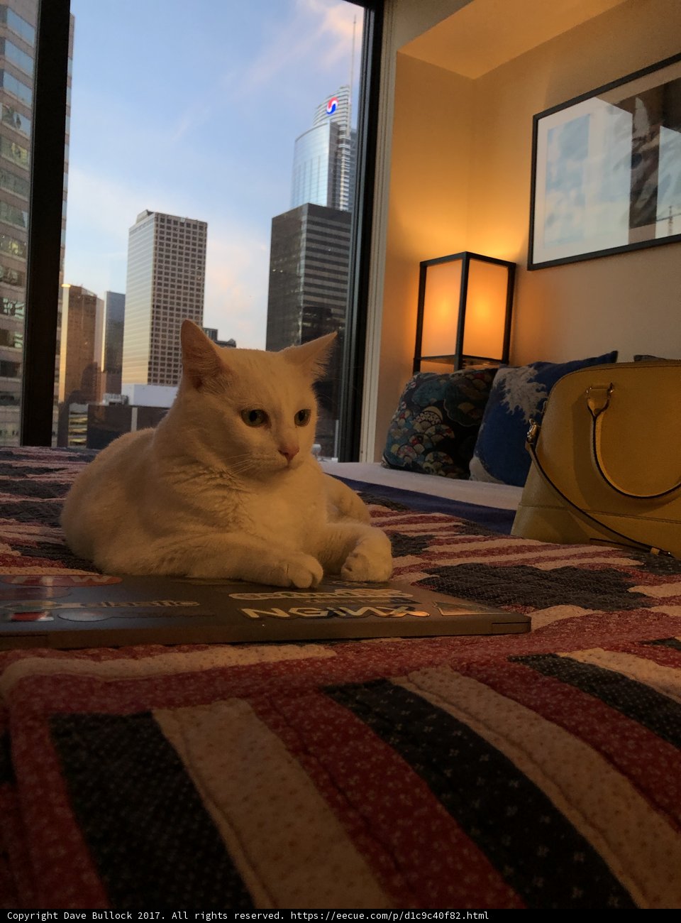 The Art of Relaxing: A White Cat's Perspective