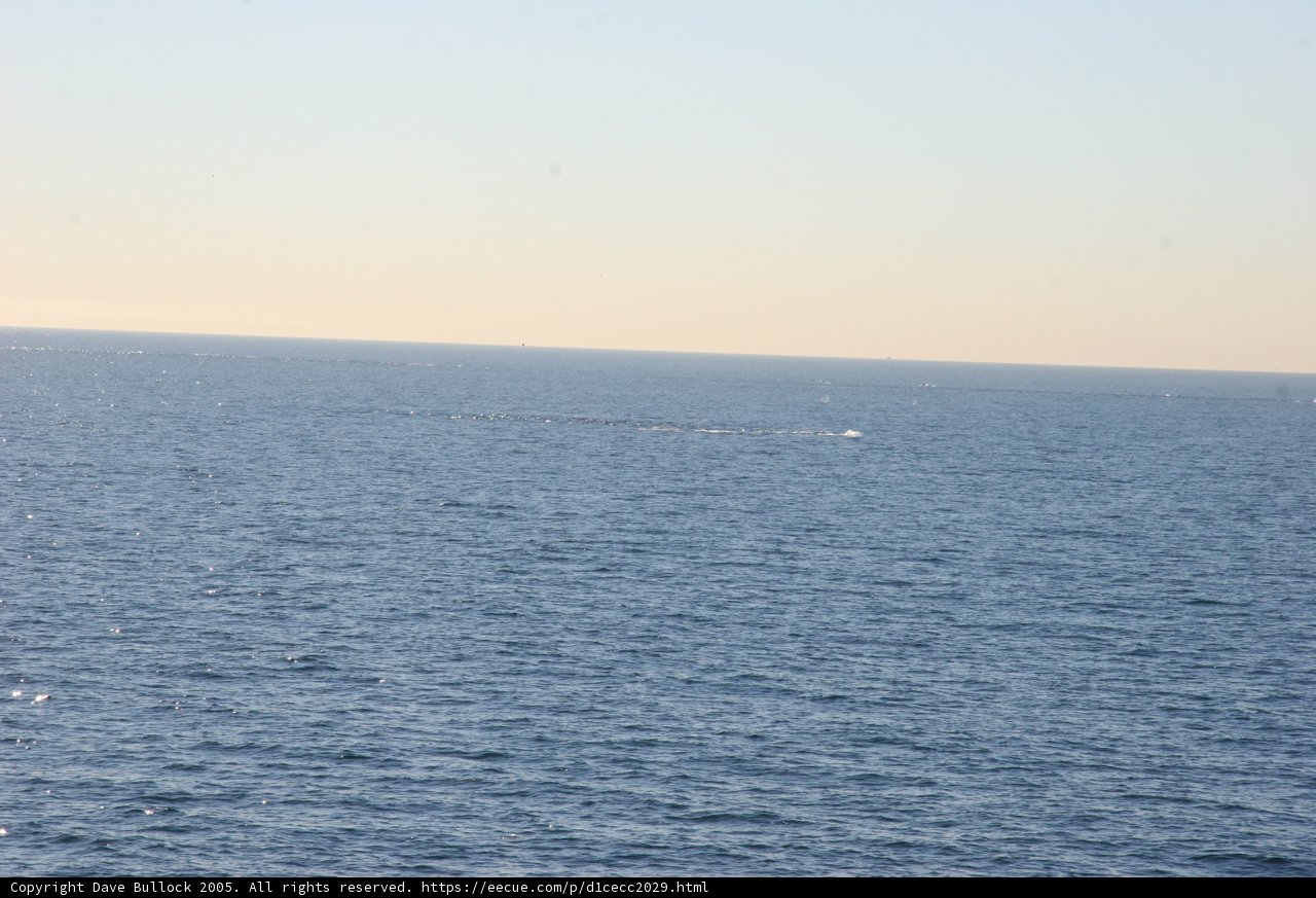 Majestic Whale in its Natural Habitat